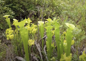 Yellow Pitcher Plant, Sarracenia flava